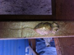 Robert Mouseman Thompson. A Set of Three Superb Quality Arts & Crafts Oak Benches - Thumbnail 8