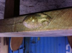 Robert Mouseman Thompson. A Set of Three Superb Quality Arts & Crafts Oak Benches - Thumbnail 9