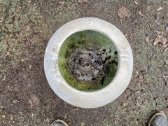 Willy Guhl, Eternit, Garden Planter with Ball Stand for the Dish Shaped Planter - Thumbnail 13