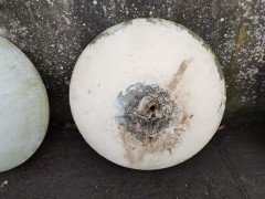 Willy Guhl for Eternit, 2 Pairs Mid-Century Modern Concrete Garden Dish Planters - Thumbnail 6