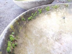 Willy Guhl for Eternit, 2 Pairs Mid-Century Modern Concrete Garden Dish Planters - Thumbnail 18