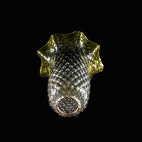 A Vaseline Glass Shade with Textured Honeycomb Pattern and Gently Ruffled Green Rim - Thumbnail 7